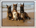 Ma�y, Trzy, Boksery, Piesek
